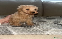 Toy Poodle dogs for sale: Adorable KC Toy Poodle Puppies ❤️🐾  - Image 6