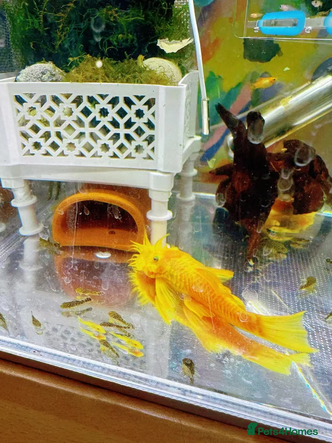 Plecos fish for sale: Bristlenose Pleco Golden&Snowflake – Various Sizes - Advert 5