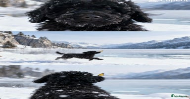 Mixed Breed dogs Miniature poodle cross Hungarian puli puppies. - Advert 2