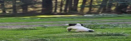 English Springer Spaniel dogs for sale: Health Tested Parents- KC Registered ESS - Advert 5