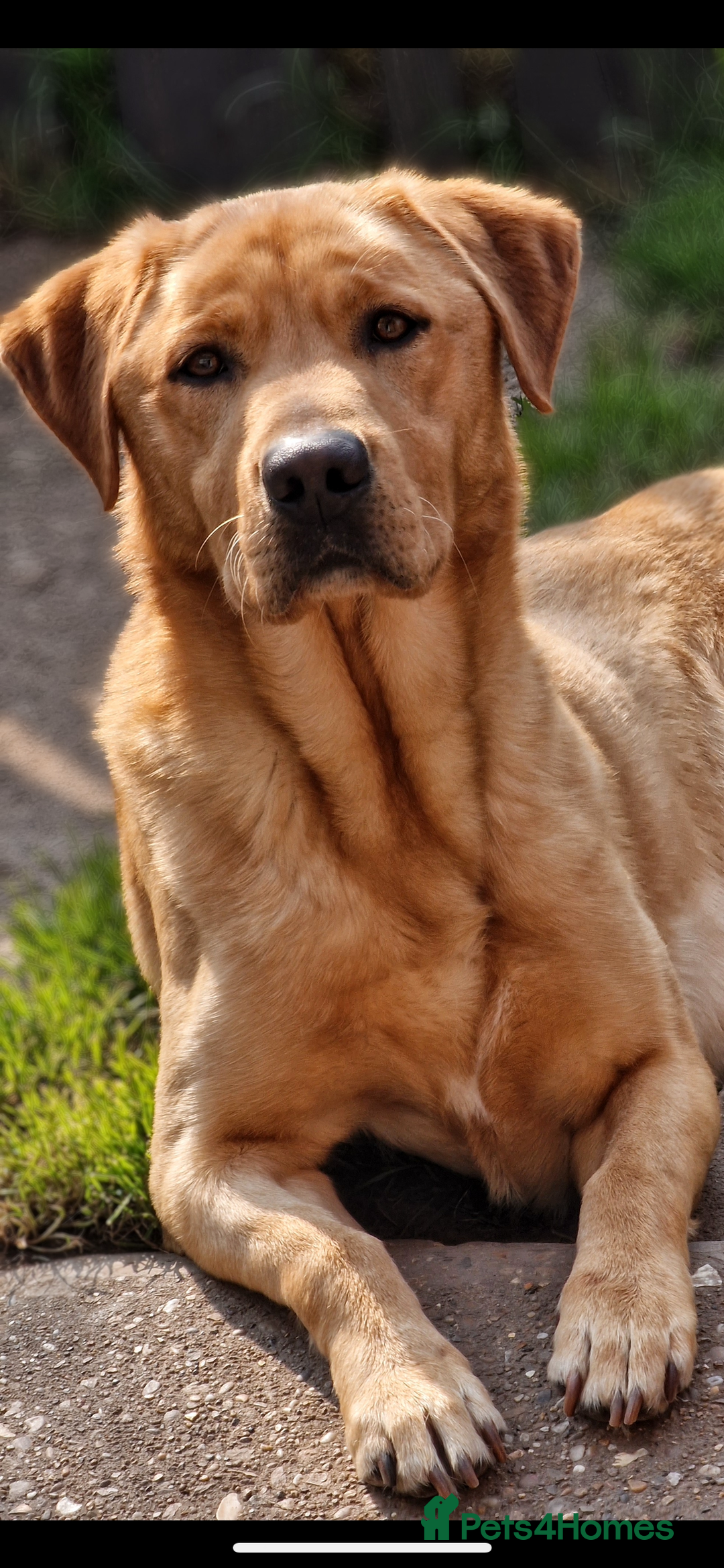 Labrador Retriever dogs for sale: 6 Sweet Labrador Puppies  - Advert 24