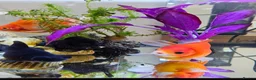 Goldfish fish for sale: 4 Happy Goldfish & Complete Setup in Fleet - Advert 6