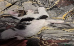 Mixed Breed cats for sale: Friendly kitten - Advert 12