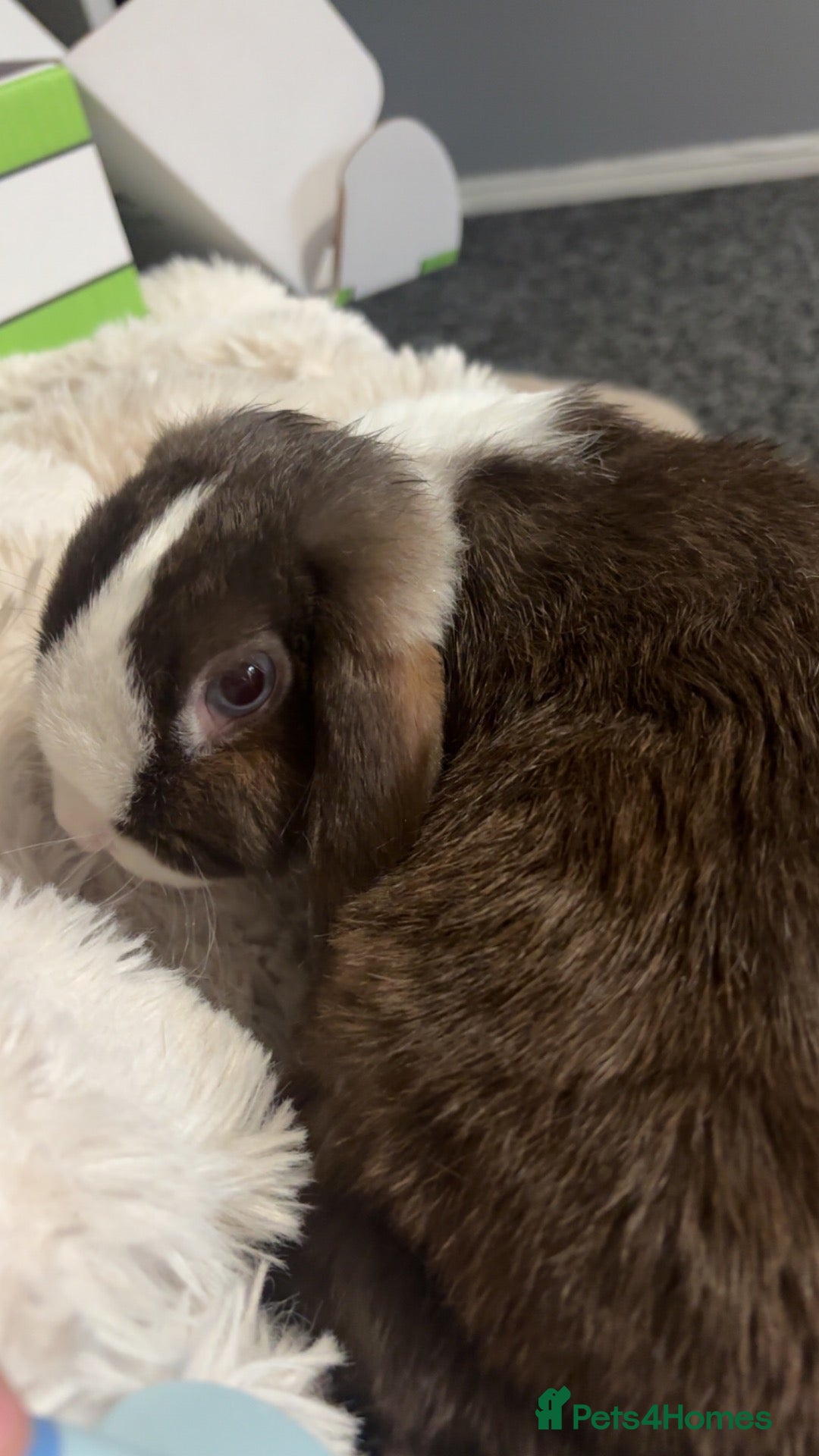 Netherland Dwarf rabbits Autumn and buttercup  - Advert 2