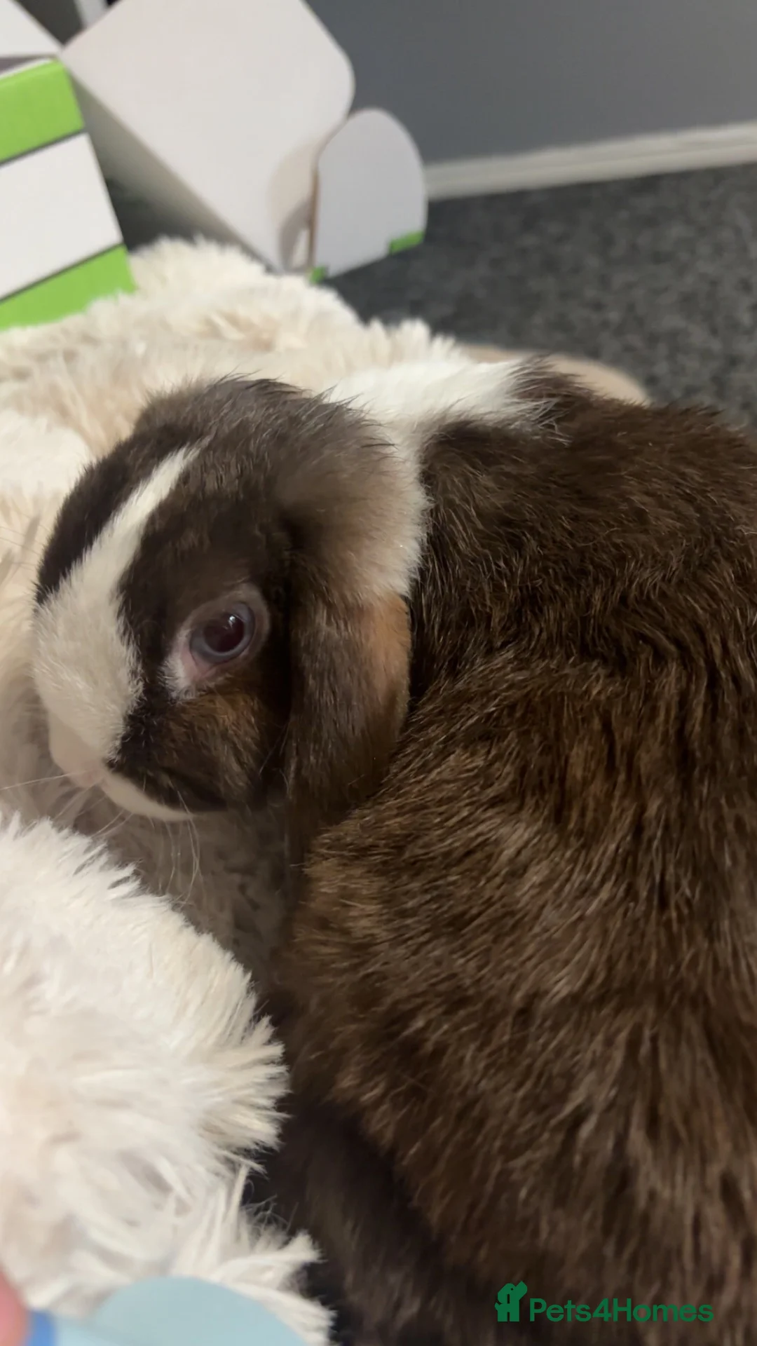 Netherland Dwarf rabbits for sale: Autumn and buttercup  - Advert 2