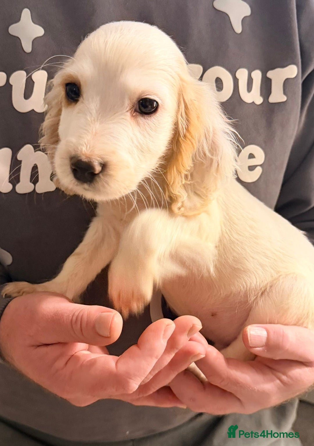 Cocker Spaniel dogs for sale: Ready now - Gorgeous Cocker Pups £725 - Advert 6