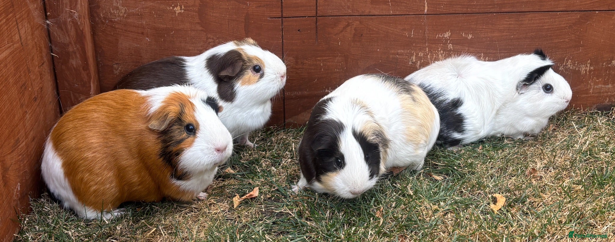 Guinea Pig rodents Guinea Pigs x4 (female) - Advert 1