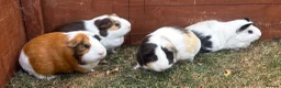 Guinea Pig rodents for sale: Guinea Pigs x4 (female) in Haverhill - Advert 1