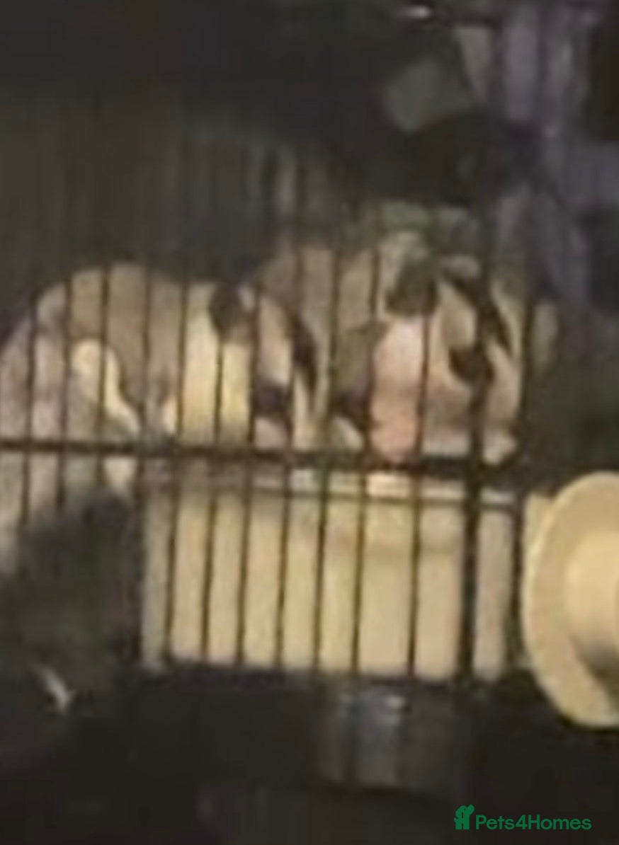 Sugar Glider rodents for sale: Sugar gliders and cage  - Advert 4