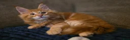 Maine Coon cats for sale: Five Beautiful Maine Coon Kittens - Advert 26