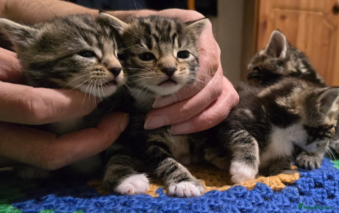 Bengal cats for sale: Beautiful Bengal Kittens For Sale  - Advert 2