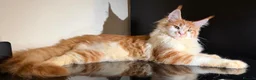 Maine Coon cats for sale: Exceptional Maine Coon Girl – Breeding Prospect - Advert 3