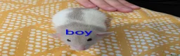 Rat rodents for sale: Baby Dumbo/rex rats, very sweet natured - Advert 6
