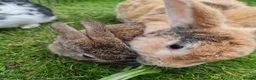 Flemish rabbits for sale: Beautiful baby rabbits  - Advert 2