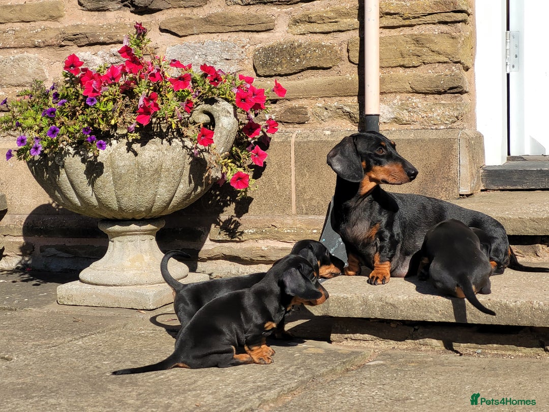 Miniature Dachshund dogs for sale: Gorgeous pure miniature daschunds - Image 5
