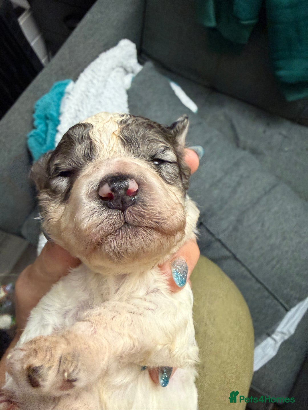 Cockapoo dogs for sale: Beautiful F2b Cockapoo Pups 1F roan available - Advert 23