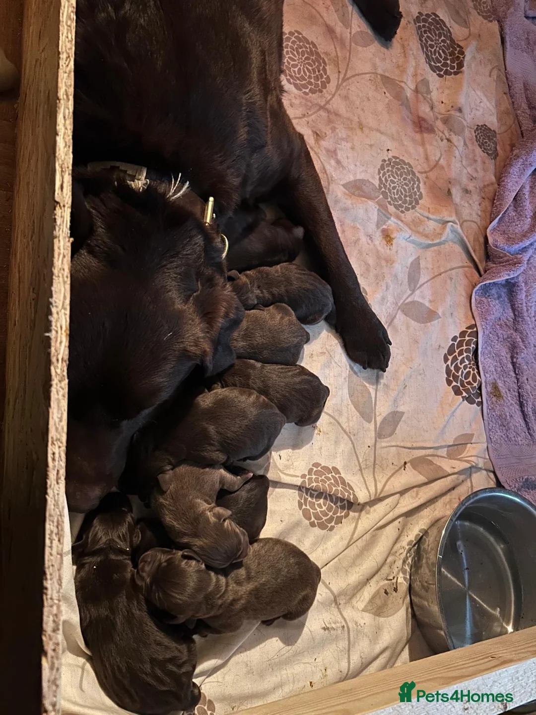 Labrador Retriever dogs for sale: 8 high quality game chocolate Labrador’s - Advert 4