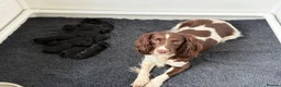 Sproodle dogs for sale: Adorable ethically bread, F1 toy sproodle puppies  - Advert 7