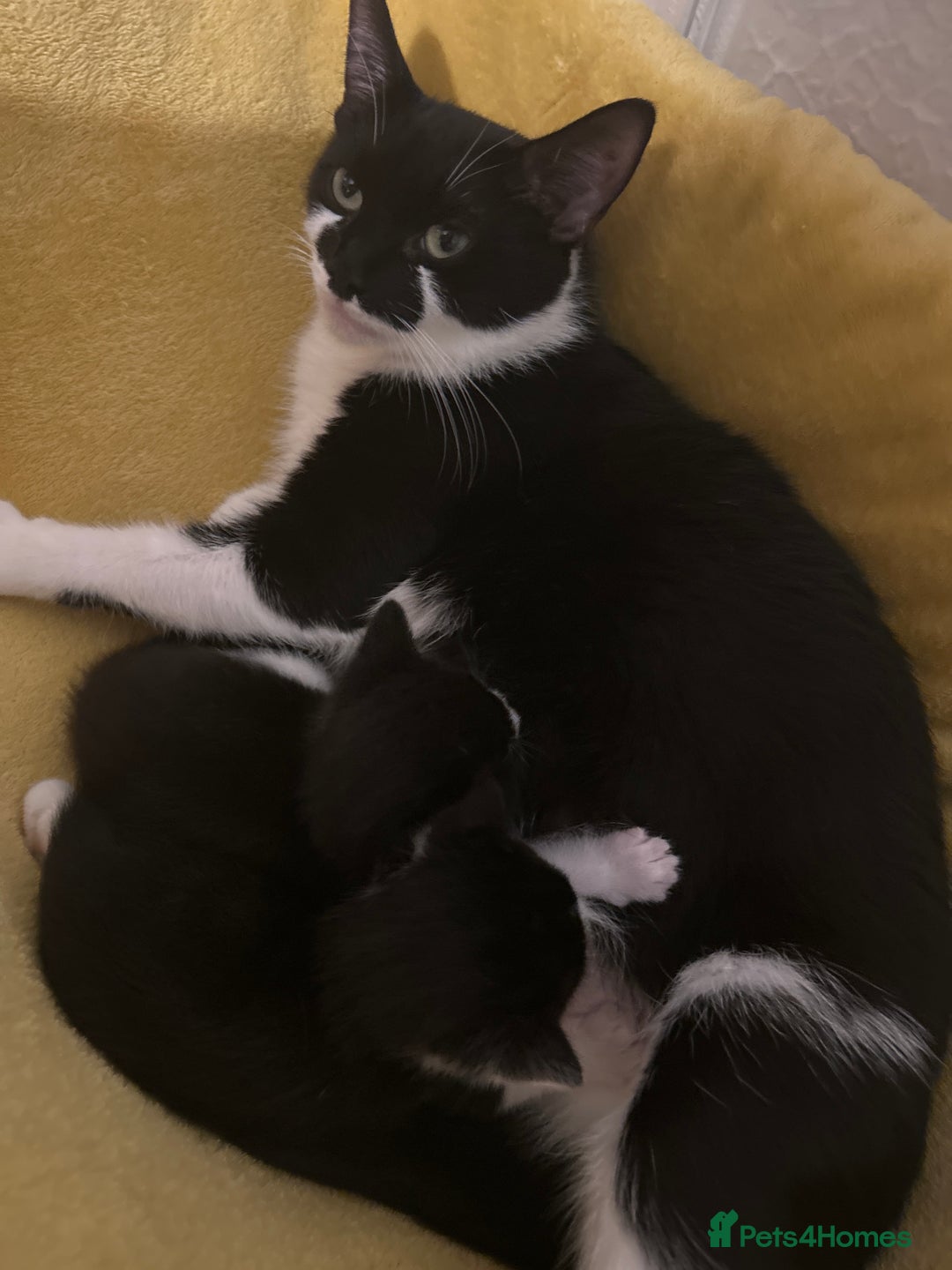 Mixed Breed cats for sale: Tuxedo kittens  - Advert 2