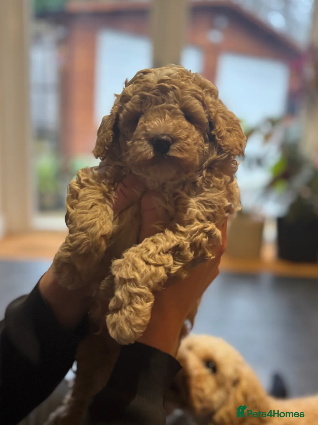 Cockapoo dogs for sale: Cockapoo puppies - Advert 12