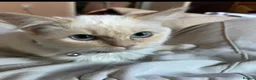 Ragdoll cats for sale: Male Flame point ragdoll ready to leave now  - Advert 4