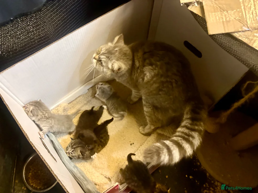 Mixed Breed cats for sale: Silver Tabby Exotic Kittens For Sale - Advert 22