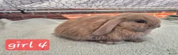 Mini Lop rabbits for sale: ❤️  Stunning babies ready to reserve 🐇  - Advert 4