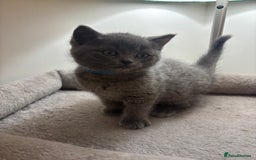 Ragdoll cats for sale: 5 Beautiful Ragdoll/ British Shorthairs - Advert 1