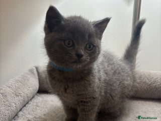 Ragdoll cats for sale: 5 Beautiful Ragdoll/ British Shorthairs - Advert 1