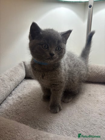 Ragdoll cats 5 Beautiful Ragdoll/ British Shorthairs - Advert 1