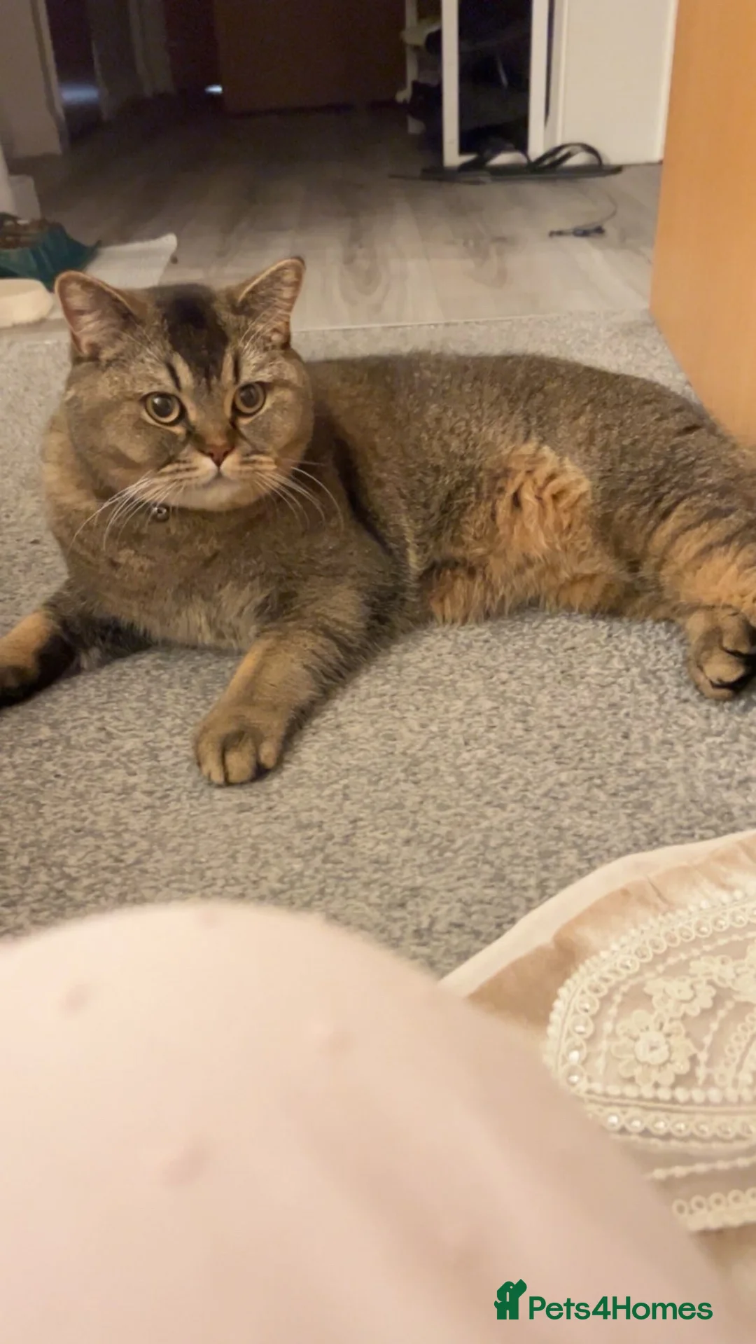 Mixed Breed cats for stud: Cat Available to stud  in London - Advert 4
