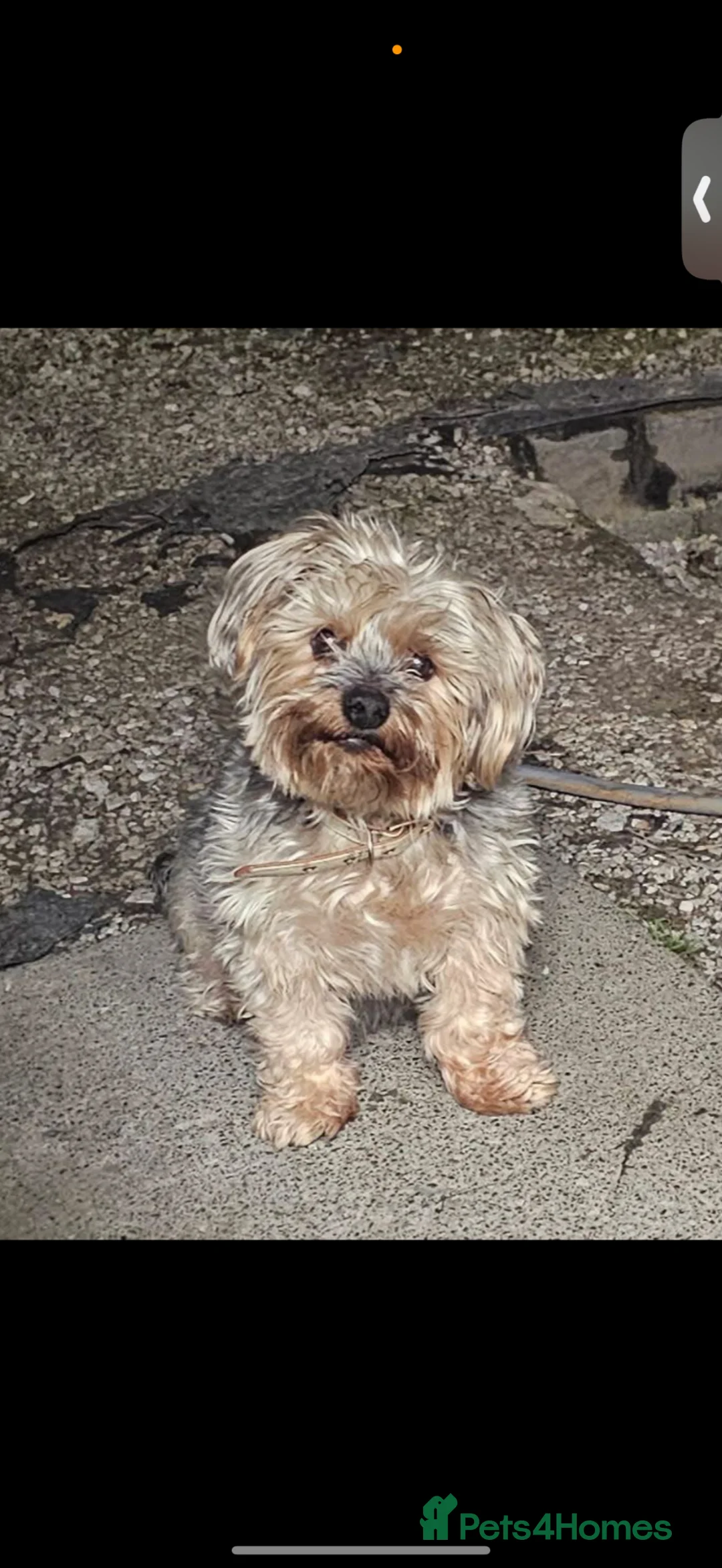 Yorkiepoo dogs for sale: Gorgeous little girl yorkipoo - Advert 7