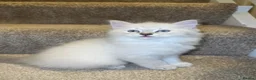 Ragdoll cats for sale: beautiful kitten left - Advert 4