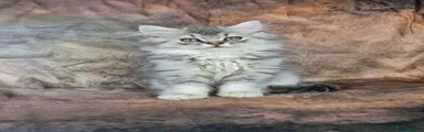 British Shorthair 2