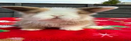 Mini Lion Lop rabbits for sale: Beautiful Mini Lion Babies   - Advert 4