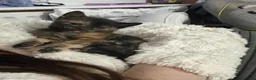 Mixed Breed cats for sale: Unique kittens - Advert 5