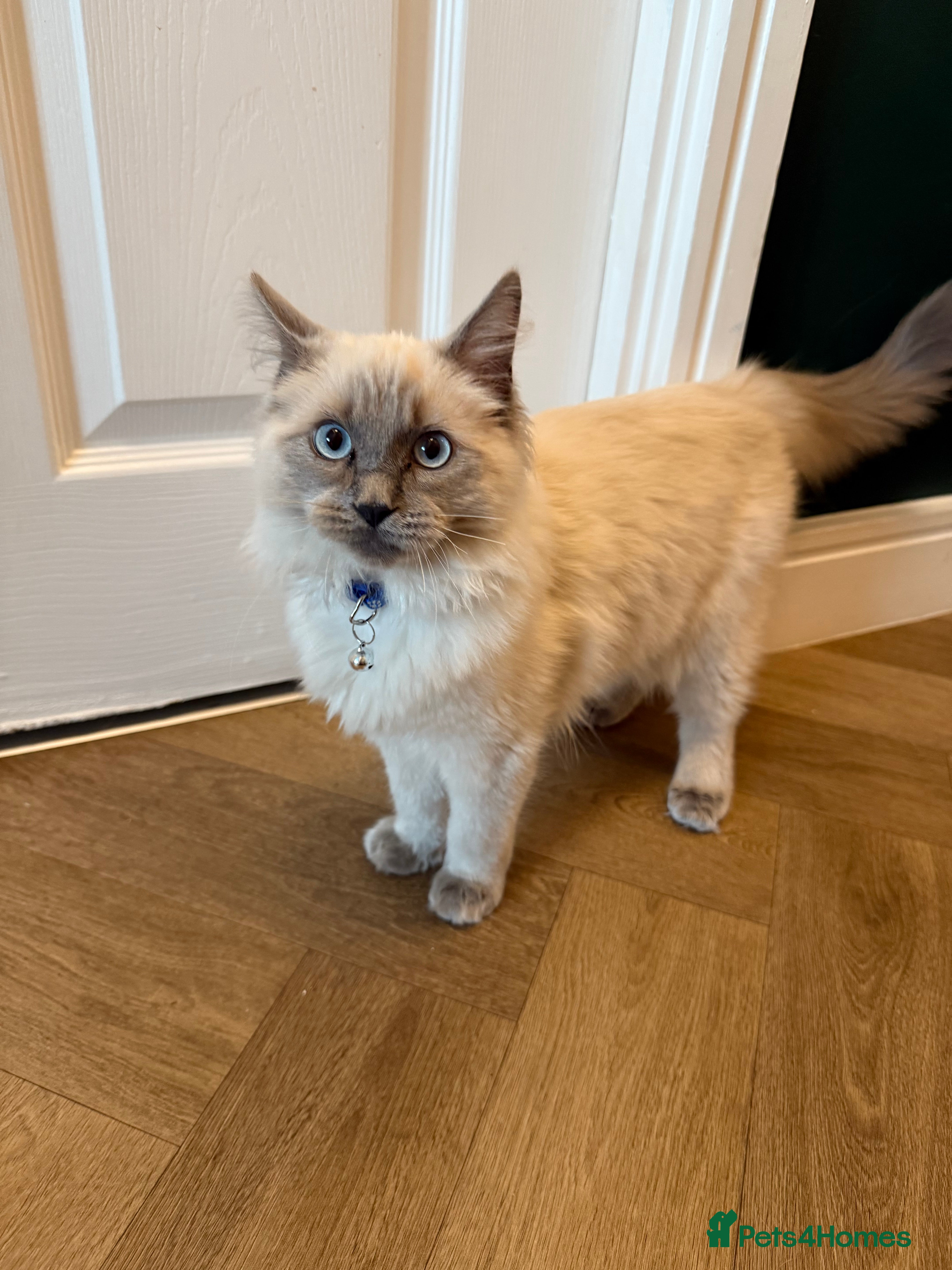 Ragdoll cats RAGDOLL looking for new home  - Advert 1