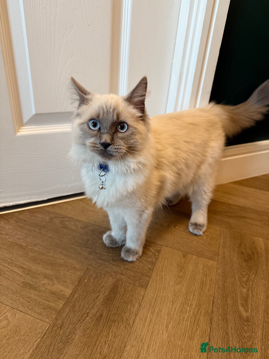 Ragdoll cats for sale: RAGDOLL looking for new home  - Advert 1