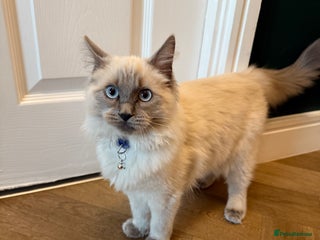 Ragdoll cats RAGDOLL looking for new home - Advert 1