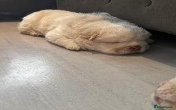 Chow Chow dogs for sale: 🔥 UK best Lilac platinum 🧸 chow chows KC  - Image 3