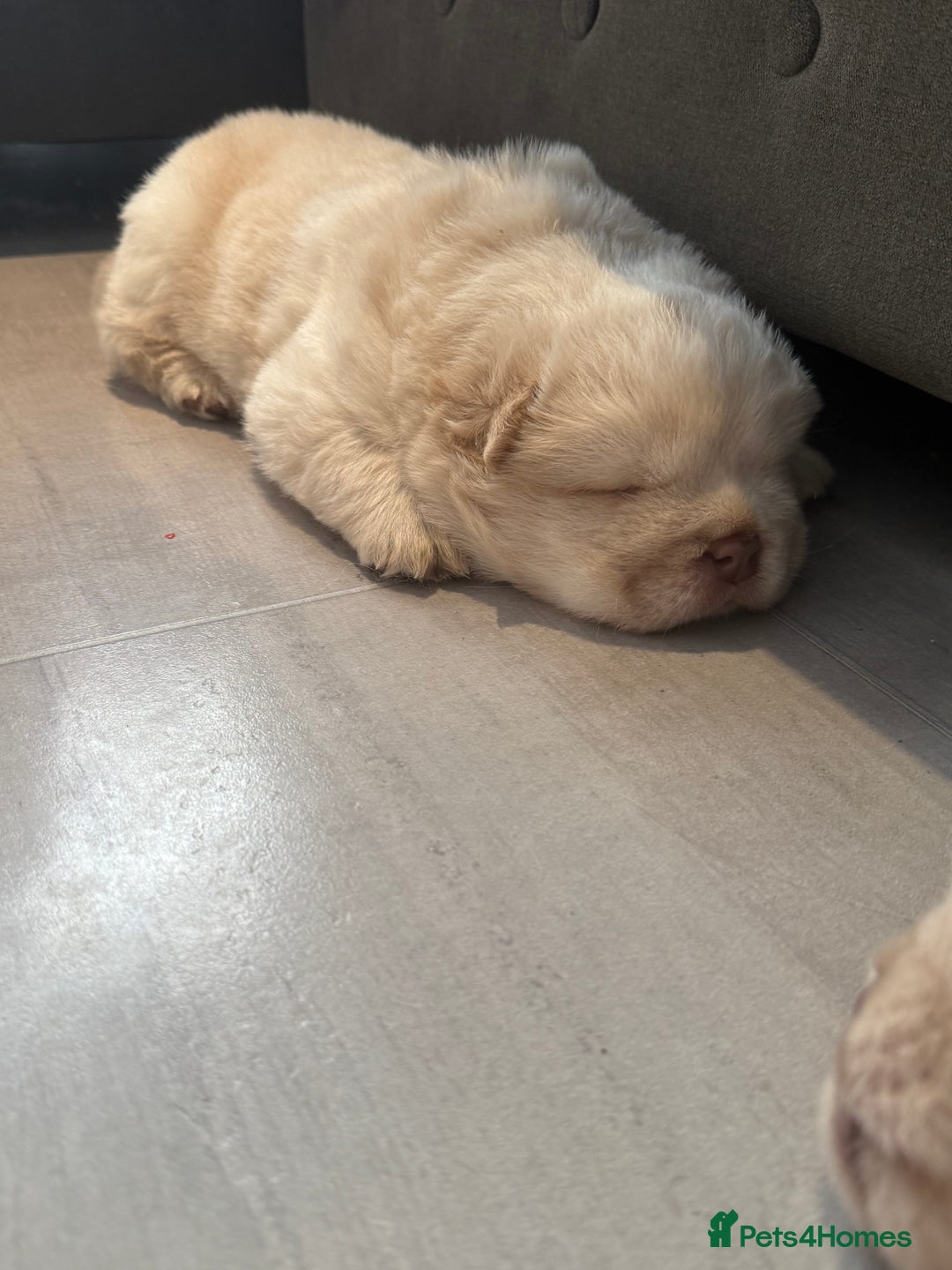 Chow Chow dogs for sale: 🔥 UK best Lilac platinum 🧸 chow chows KC  - Image 3