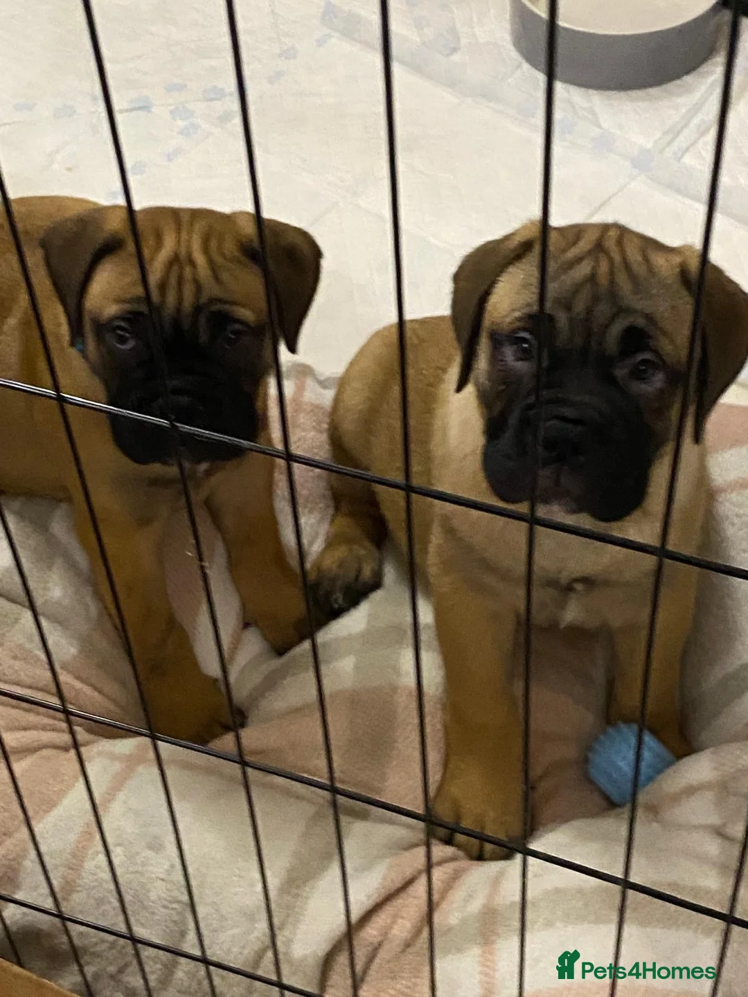 Bullmastiff dogs for sale: Beautiful litter of KC Reg bullmastiff puppies - Advert 2