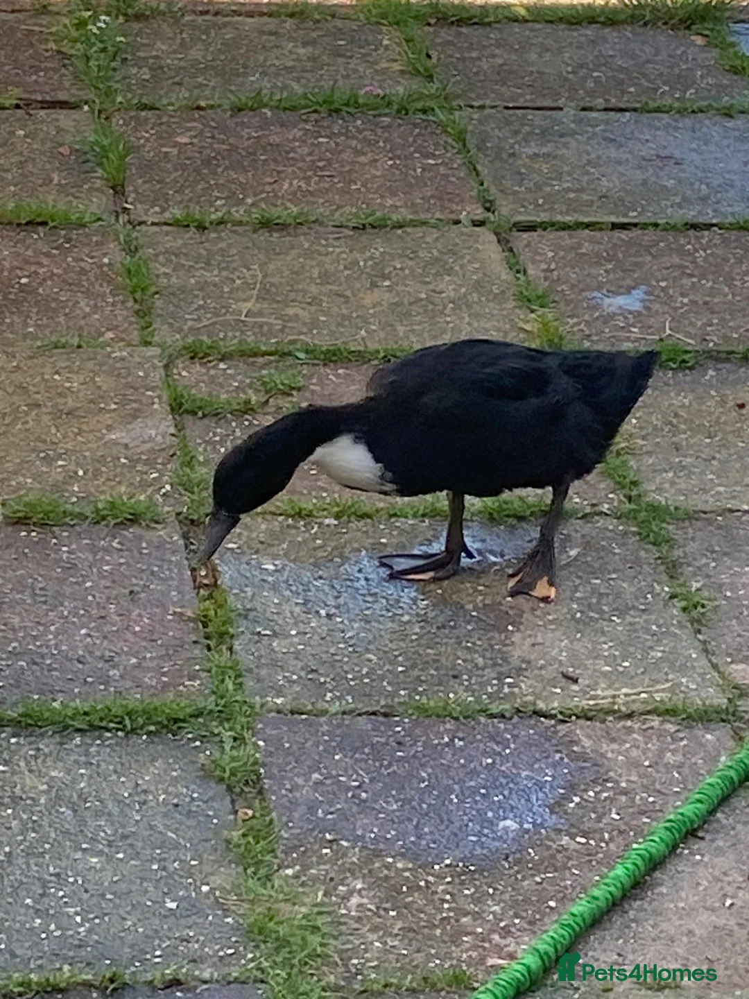 Ducks poultry for sale: Mixed ducks in Greenford - Advert 1
