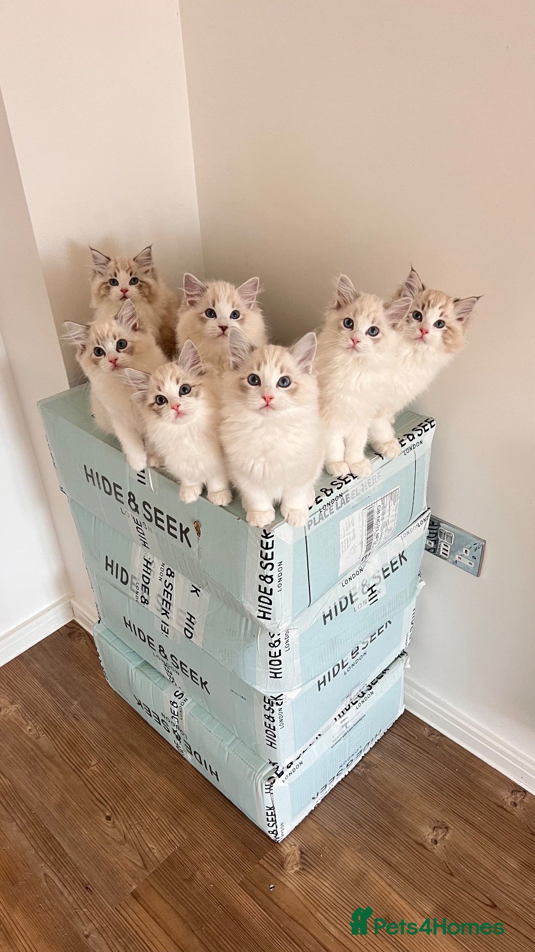 Ragdoll cats Best Bicolour Lynx Ragdoll kittens - Advert 2