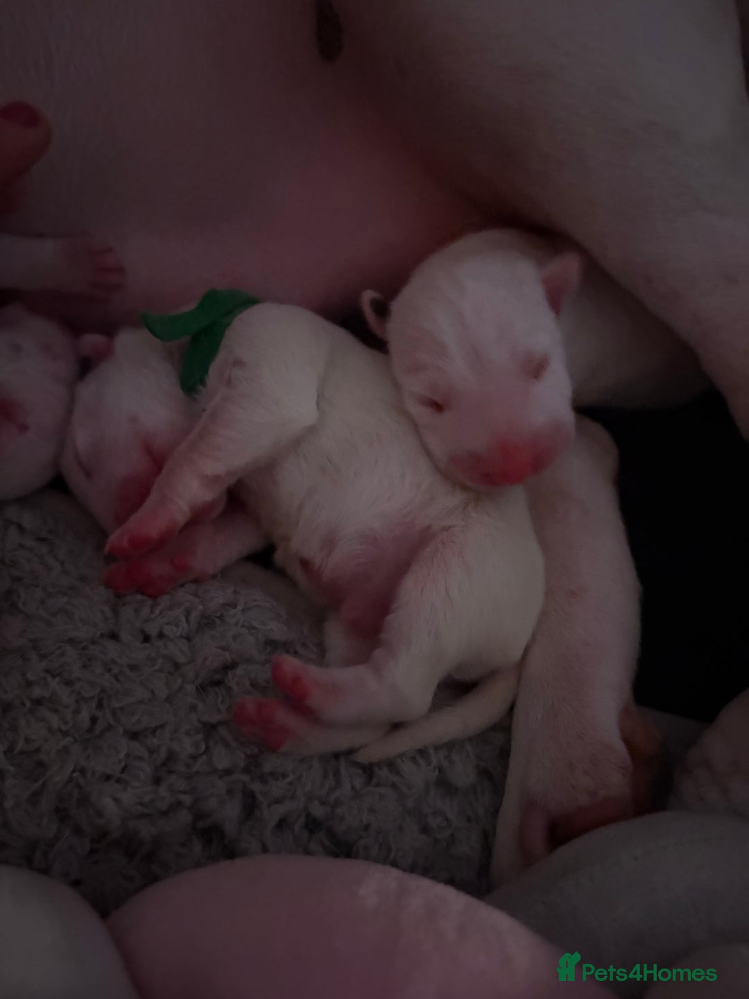 English Bull Terrier dogs for sale: ⭐️Ready Now ⭐️KC Champion EBT Pups ⭐️ - Advert 12