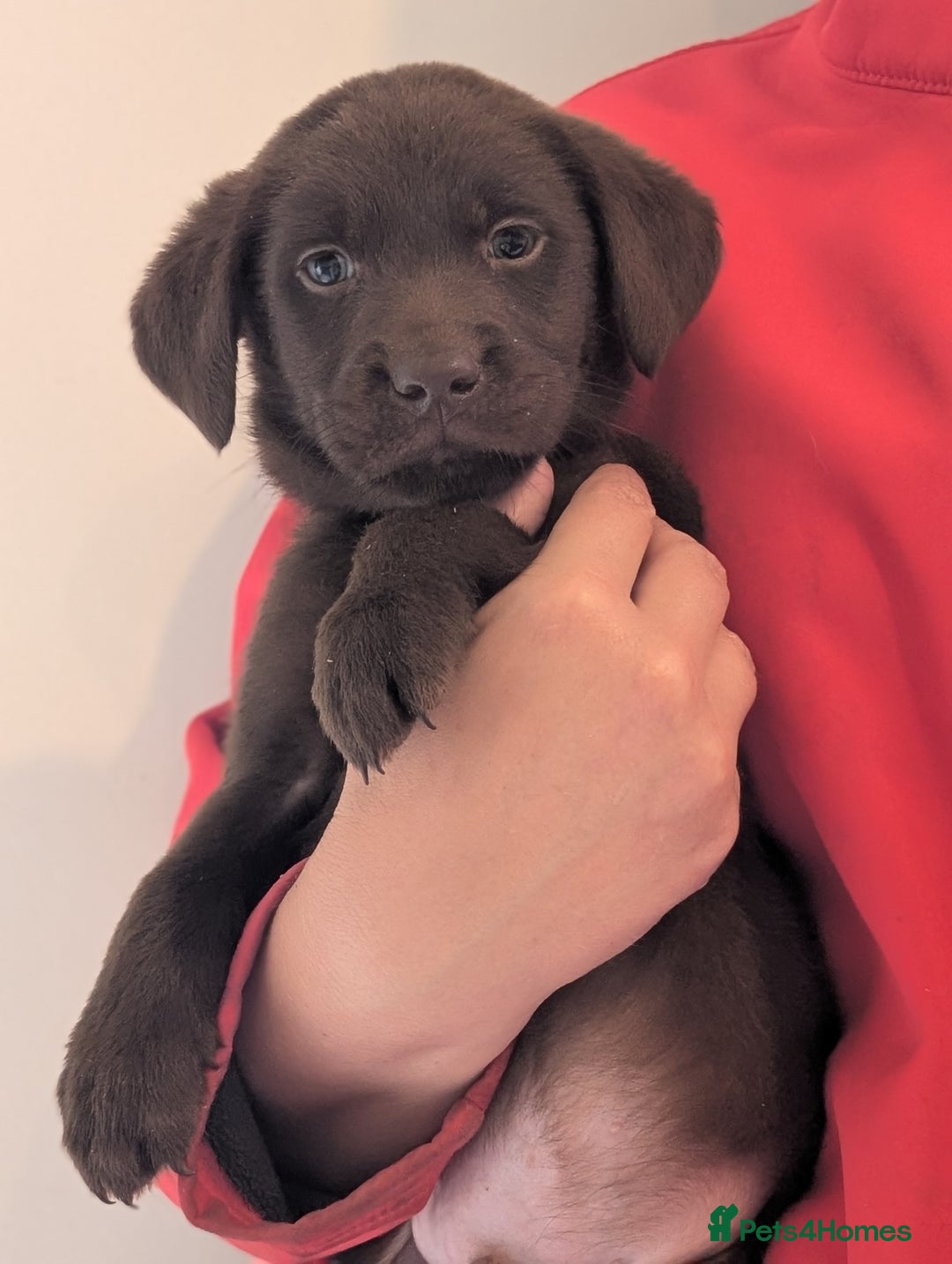 Labrador Retriever dogs for sale: Working Line Chocolate Labrador puppies  - Image 16
