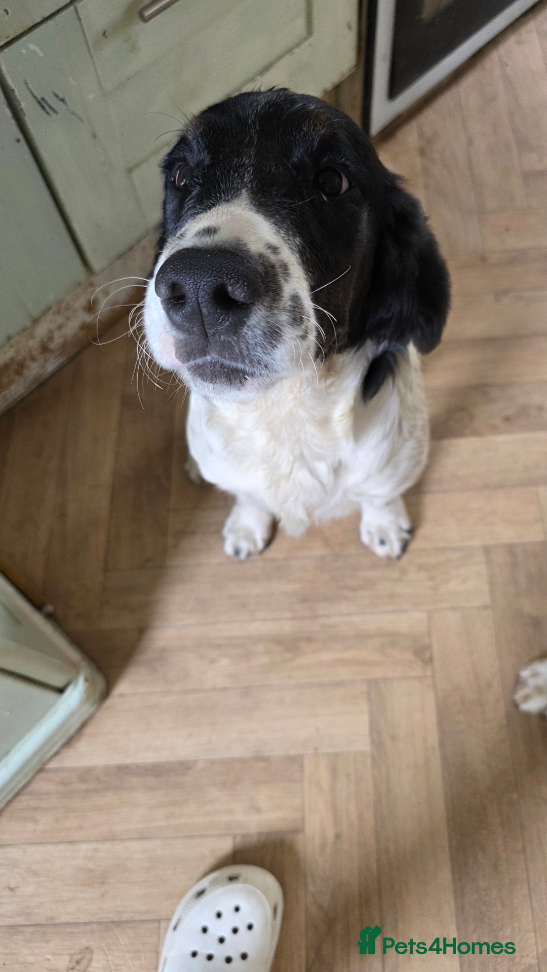 Sprocker dogs for sale: 2 beautiful boys left! 🥰 - Image 5