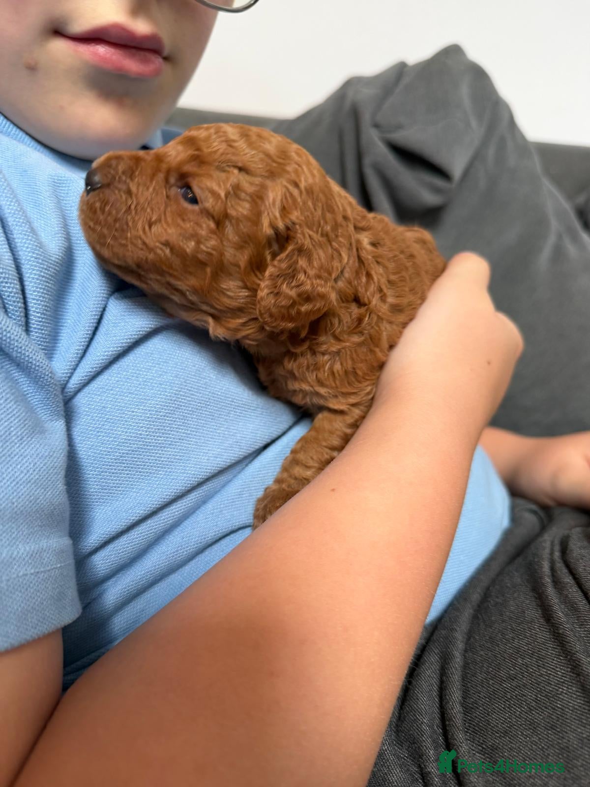 Cavapoo dogs for sale: Beautiful FOX RED F1B PUPPIES in Ormskirk - Advert 2
