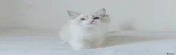 Ragdoll cats for sale: Seal Lynx Bicolour Ragdoll female ready now 💕 - Advert 14