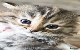 Persian cats for sale: Outstanding Full Persian Kittens for Sale - Image 10